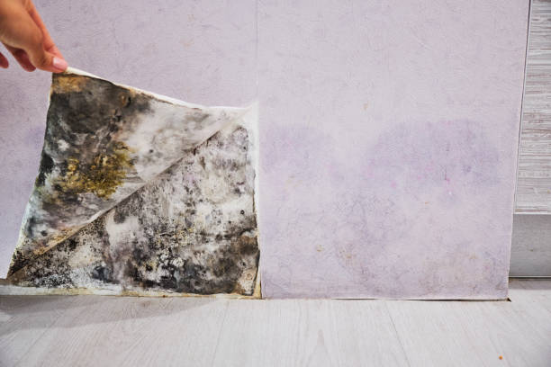 Best Office Mold Removal Services  in Richnd Heights, MO